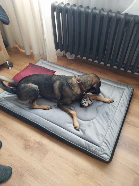 Ewa, Komorniki Ewa, Komorniki