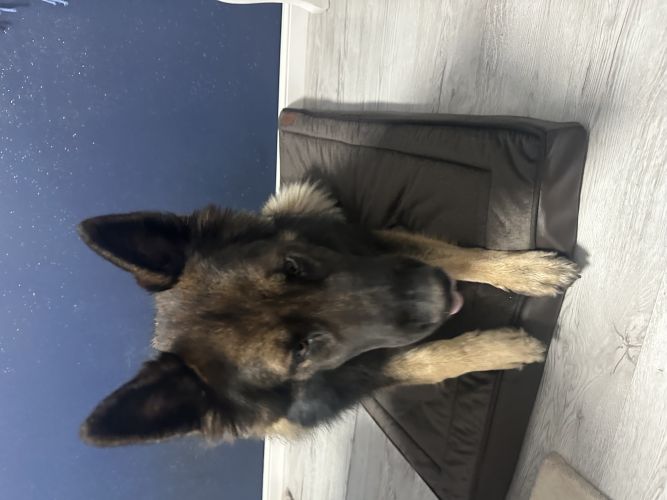 Monika, Jawor Monika, Jawor