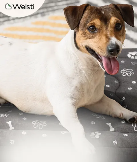 T:Wodoodporne^^Materace|P:69,99|C:#37a639|B:Wyniuchaj okazję