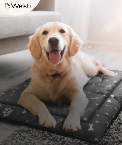 T:Nowa kolekcja mat|P:40|C:#37a639|B:Sprawdż